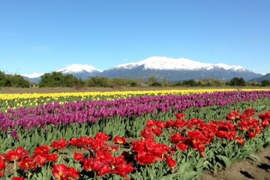 Habrá 3 millones de tulipanes en Trevelin: cuándo arranca la temporada