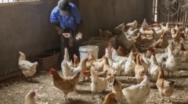 Argentina restableció su estatus de país libre de influenza aviar y recupera los parámetros de sanidad internacional