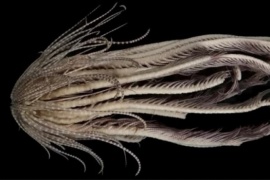 Una criatura marina de 20 "brazos": descubrimiento en la Antártida