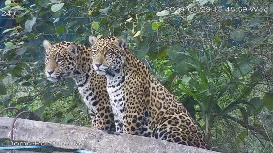 Detectan nuevos cachorros de yaguareté nacidos en estado silvestre en Corrientes