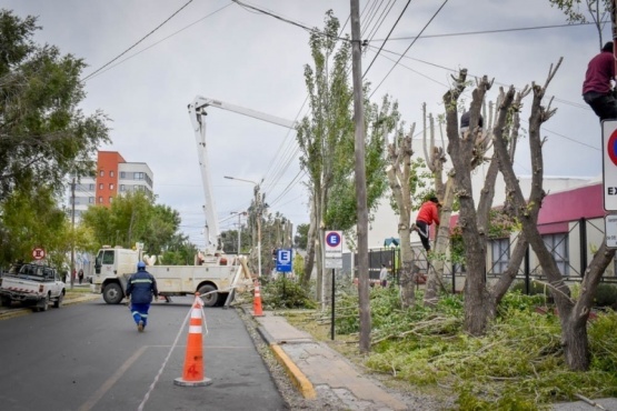 Último día para solicitar el servicio de poda