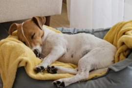 Qué podés hacer si tu perro ronca y no te deja dormir