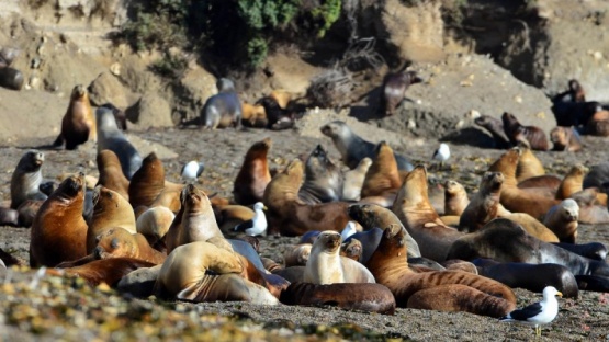 Murieron una decena de lobos marinos en Necochea