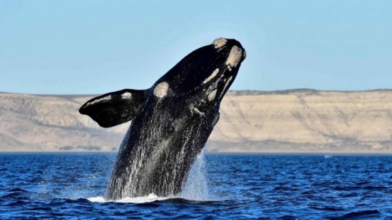 Impactante presencia de ballenas en los golfos de la Península Valdés