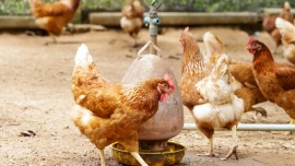 Santa Cruz trabaja de forma preventiva ante casos de influenza aviar