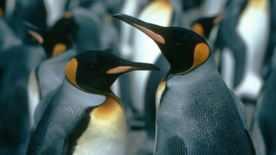 Advierten que el deshielo precoz de la Antártida pone en peligro a los pingüinos emperador