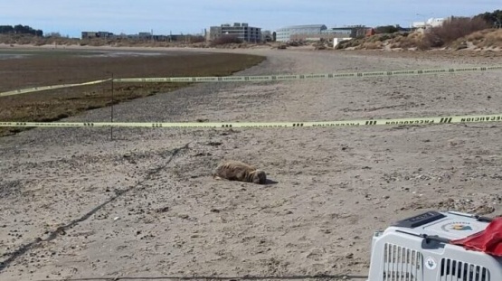 Gripe aviar: Apareció un lobo marino en la costa de Madryn