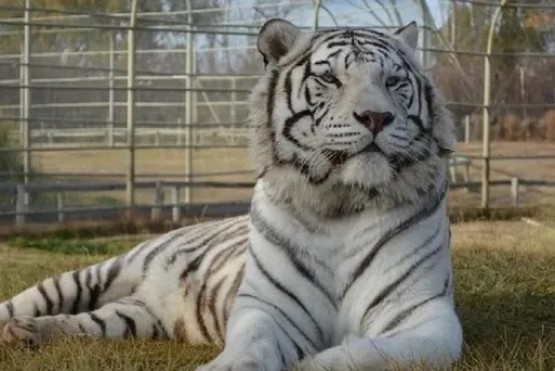 Rio Negro: ladrones se metieron en la jaula de un tigre blanco para robar una caja fuerte