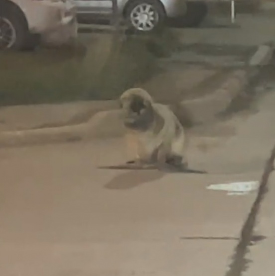 Encuentran a un lobo marino en las calles de Río Gallegos