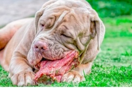 Qué pasa si los perros domésticos comen carne cruda