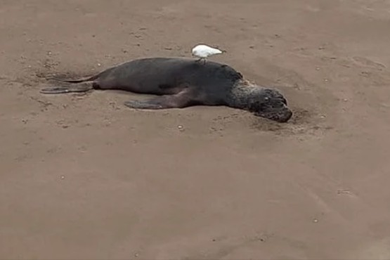 En Viedma cierran las playas por los casos de influenza aviar en los lobos marinos