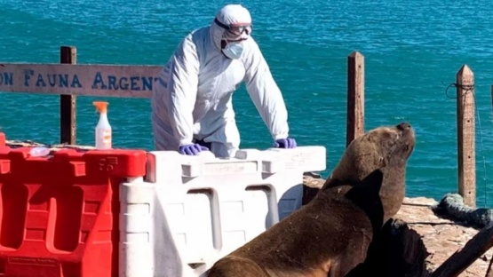 Diez claves para entender el brote de gripe aviar en lobos marinos en Argentina
