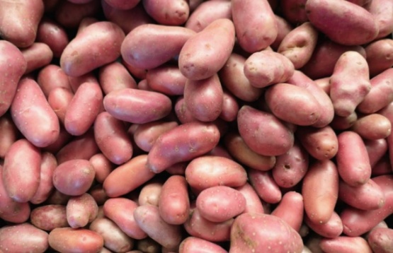 Productores de papas explican alzas y niegan toda concertación de precios