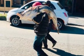 Críticas para un pescador que atrapó un surubí de 40 kilos y se lo llevó al hombro