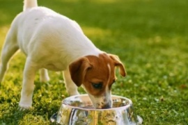 Especialistas recomiendan darles una especia a los perros: para qué sirve y por qué es beneficioso