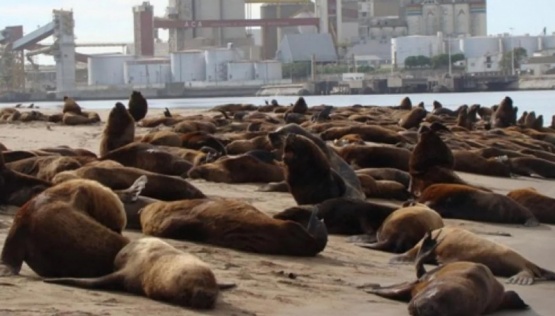 Influenza aviar: Nuevos casos positivos en lobos marinos en Chubut y Santa Cruz