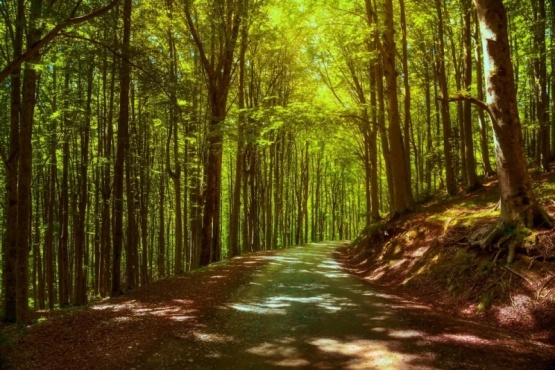 Crisis climática está cambiando los bosques de las montañas italianas
