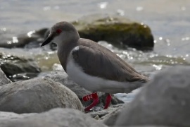 Protegiendo aves playeras y el estuario del río Santa Cruz