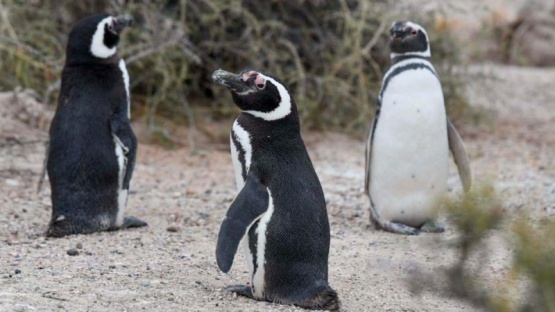 Inauguran la temporada de pingüinos en Chubut