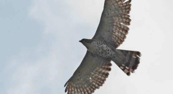 Misiones: registran tres especies de águilas selváticas en el Parque Provincial Urugua-í