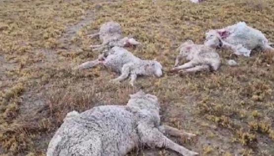 Más de 150 ovejas y corderos muertos por una jauría de perros al sur del Chubut