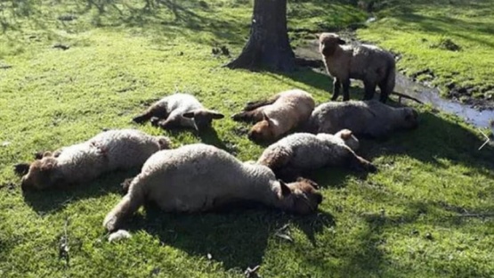 Chubut: Una jauría mató más de 150 ovejas y corderos