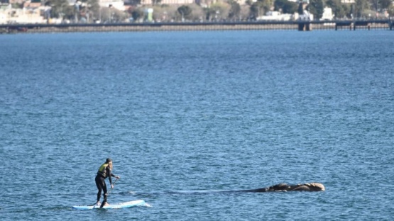 Una mujer en una tabla ahuyentó a una ballena con su cría en Puerto Madryn