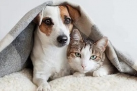 Perros o gatos: definieron qué mascota siente más amor por sus dueños