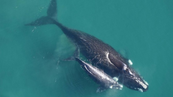 Estudian cómo se comunican las ballenas madres con sus crías
