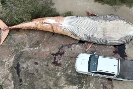 Uruguay: apareció muerta una ballena de 20 toneladas en Colonia