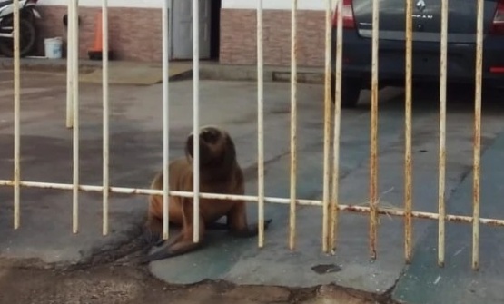 Rescatan a un lobo marino que se refugió en el patio de la comisaría de la mujer