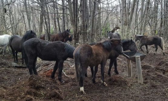 Una ordenanza busca proteger del abandono y la crueldad a los caballos en Ushuaia