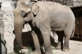 Destinan $ 4,5 millones para entrenar al elefante Tammy, la cual buscan trasladar a Brasil
