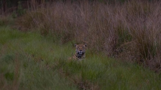 Liberaron a un segundo ejemplar de yaguareté silvestre en los Esteros del Iberá