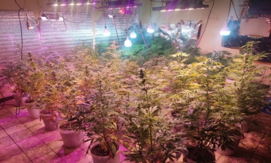 Incautan 122 plantas de cannabis sativa en los pabellones de Turbio