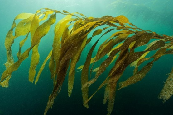 “Algas y birra”, un encuentro con la naturaleza subacuática a través del arte 
