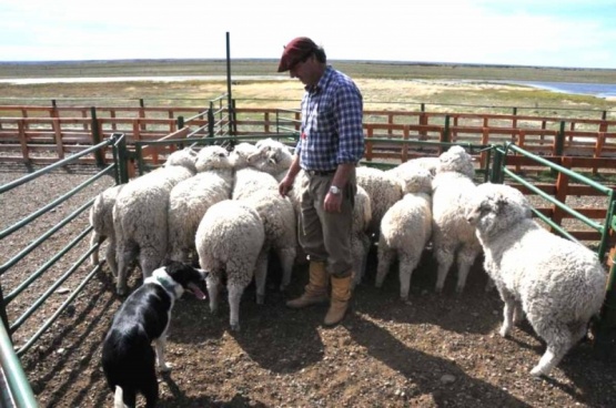 Relanzan el Plan Lanar: $ 3.000 millones para la producción ovina en la Patagonia