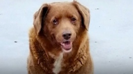 Murió Bobi, el perro más longevo del mundo: tenía 31 años y un récord Guinness