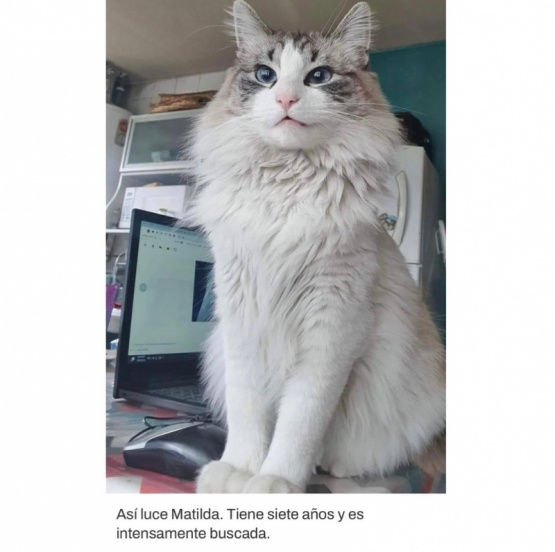 Buscan a una gatita llamada “Matilda” perdida en el Barrio Los Pioneros