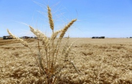 Aseguran que las lluvias mejoraron los rendimientos del trigo y del maíz