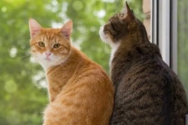 Por qué algunos gatos no maúllan y en qué casos hay que preocuparse