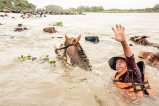Impresionante crecida del río Paraná: así intentan salvar al ganado
