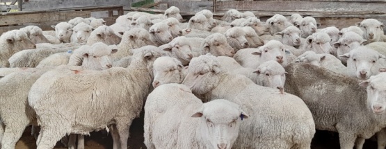 Detectan en ovinos resistencia a un parásito que afecta la producción