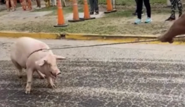 Viral: volcó un camión que llevaba cerdos y se llevaron los animales