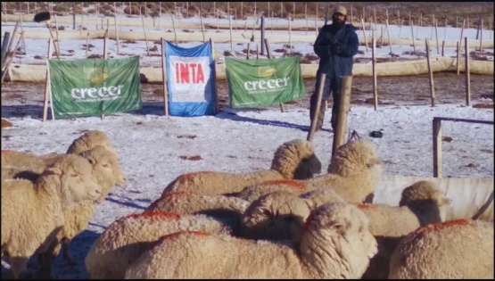 Impulsan el engorde a corral de ovinos para revalorizarlos