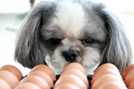 Qué pasa si los perros comen huevo