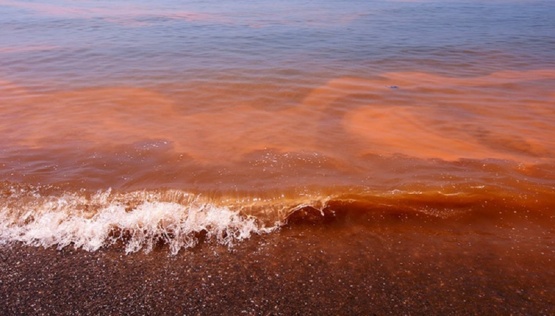 Marea roja: advierten toxicidad en microalgas marinas