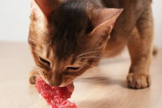 Por qué los gatos no pueden comer carne cruda y cómo evitarlo