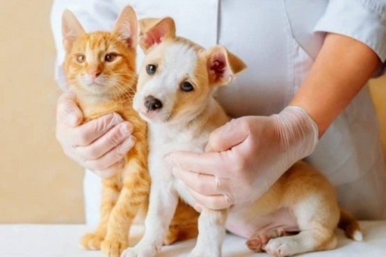 Campaña de vacunación para mascotas en San Julián