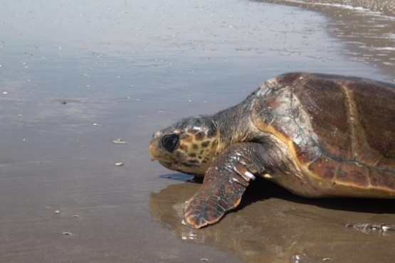 Liberaron a una tortuga cabezona que había quedado atrapada